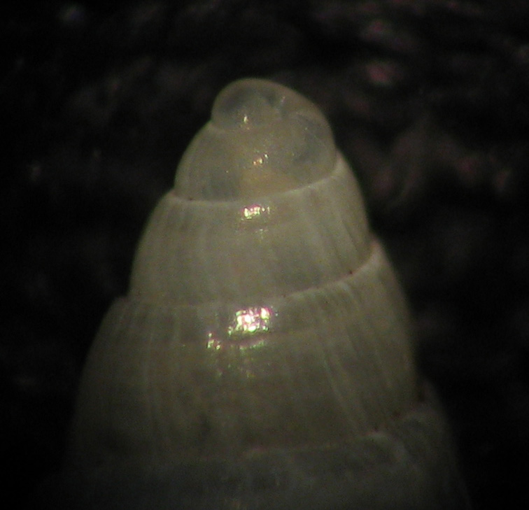 Ancora Odostomia 2